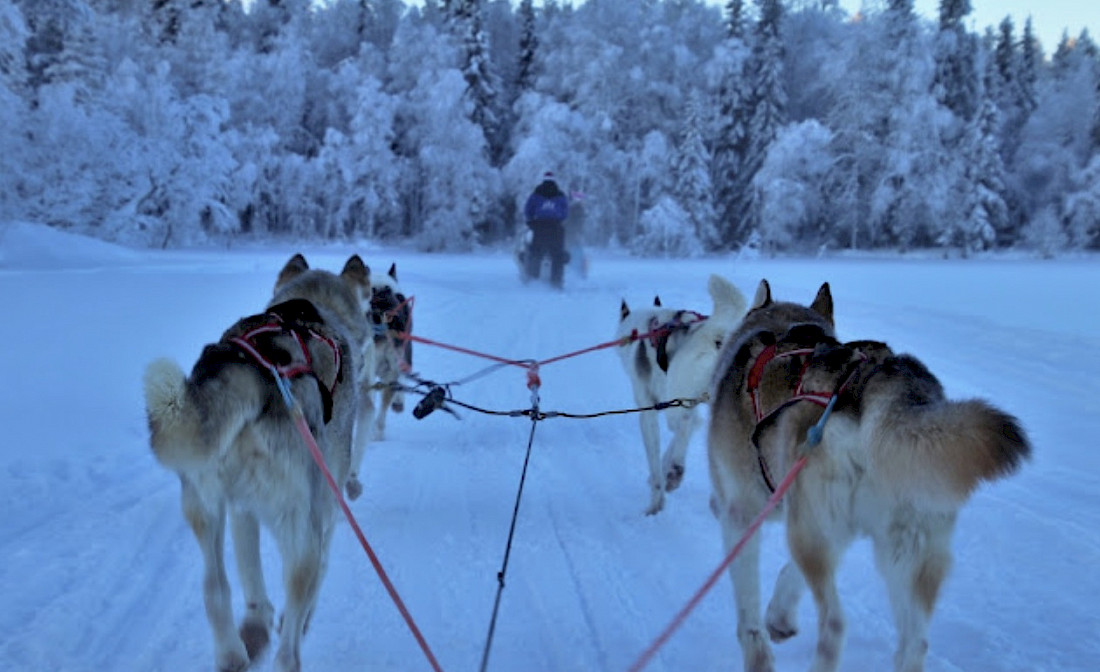 Explore the countryside by dogsled.