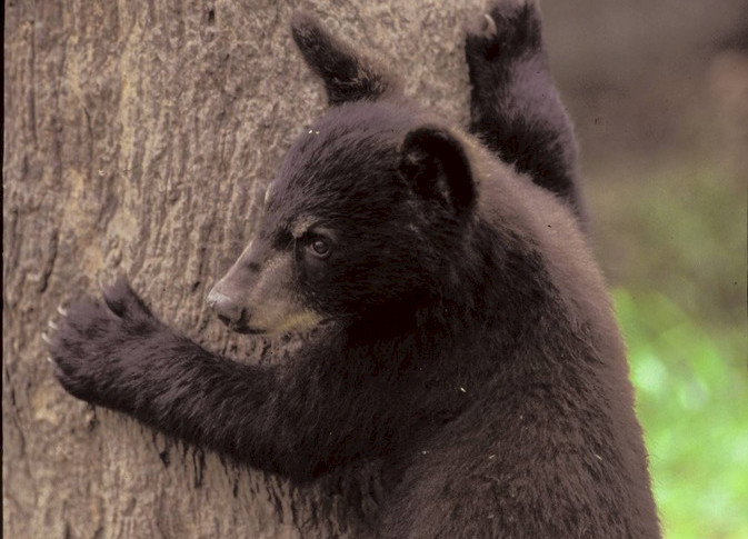 Black Bear cubs learning to be independent in the Smokey Mountains.