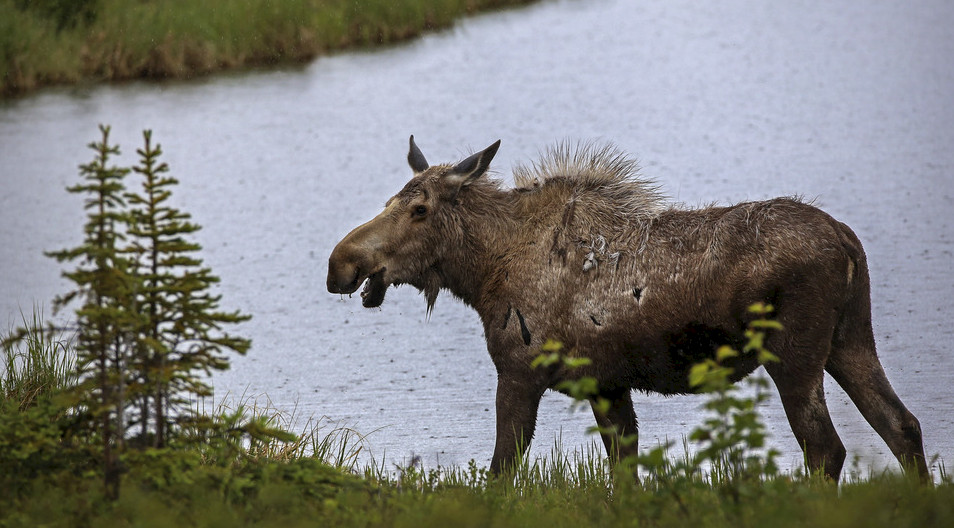 The Moose is having a bad hair day.