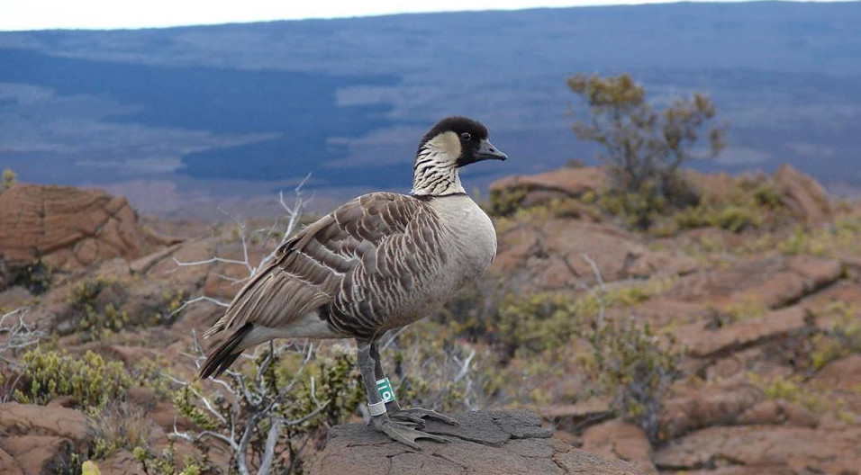 The endemic Nene.