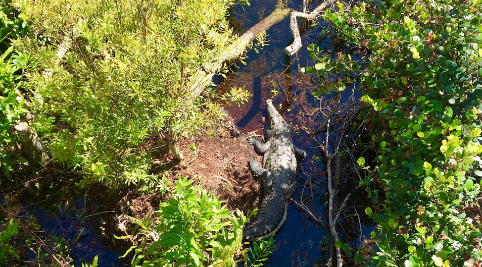 Spotting Crocodiles at Shark Valley Tower in Everglades National Park.