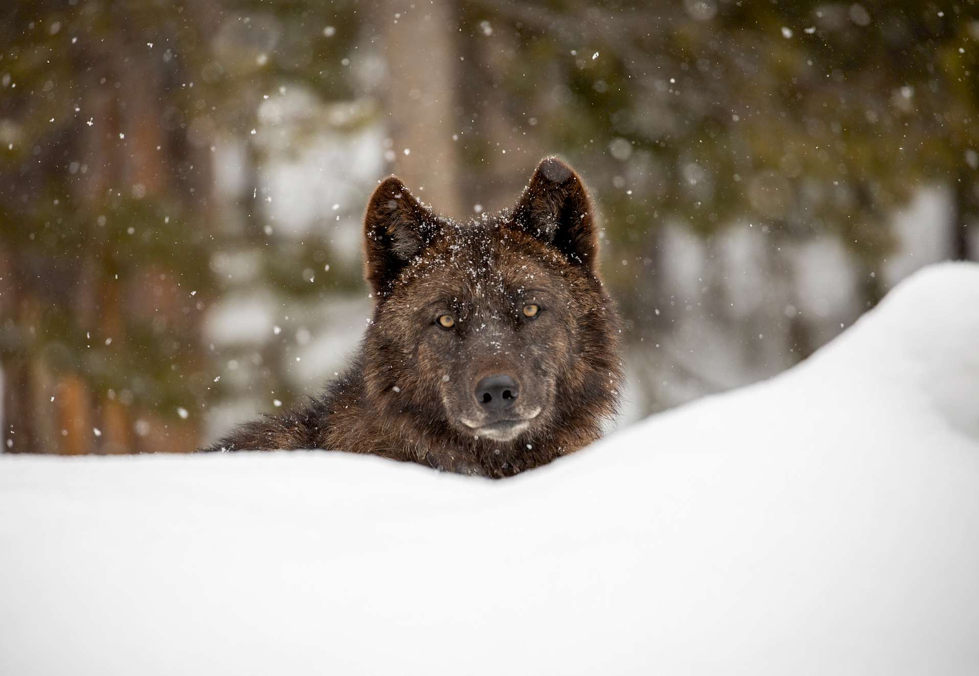 Wolves have been back in Yellowstone for some time now and their populations are expanding.