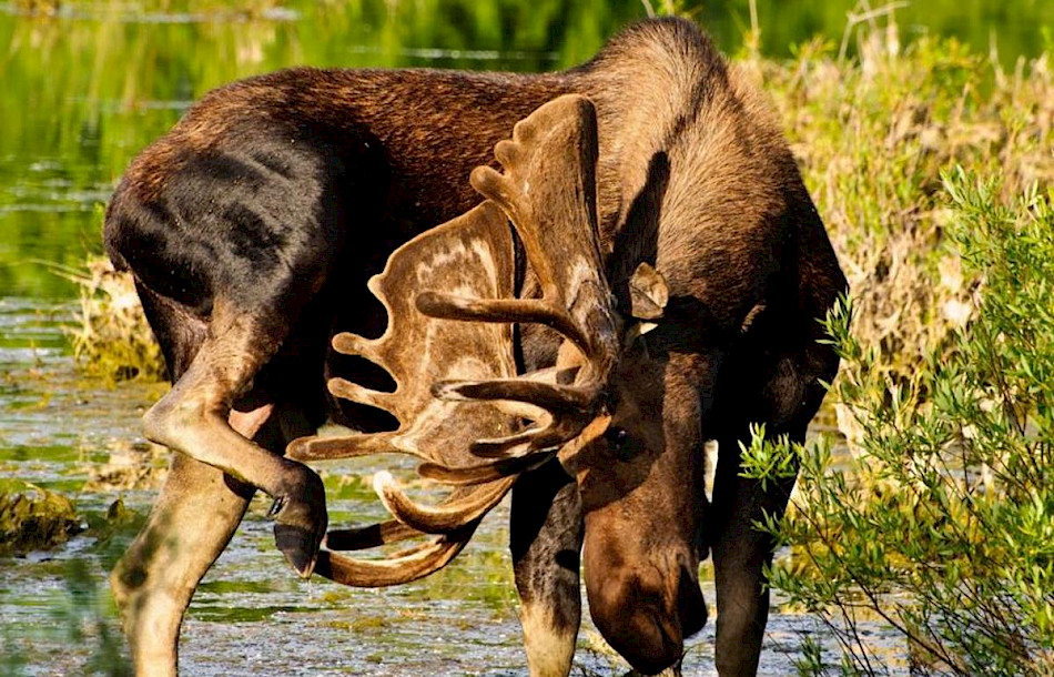 Moose in Grand Teton National Park