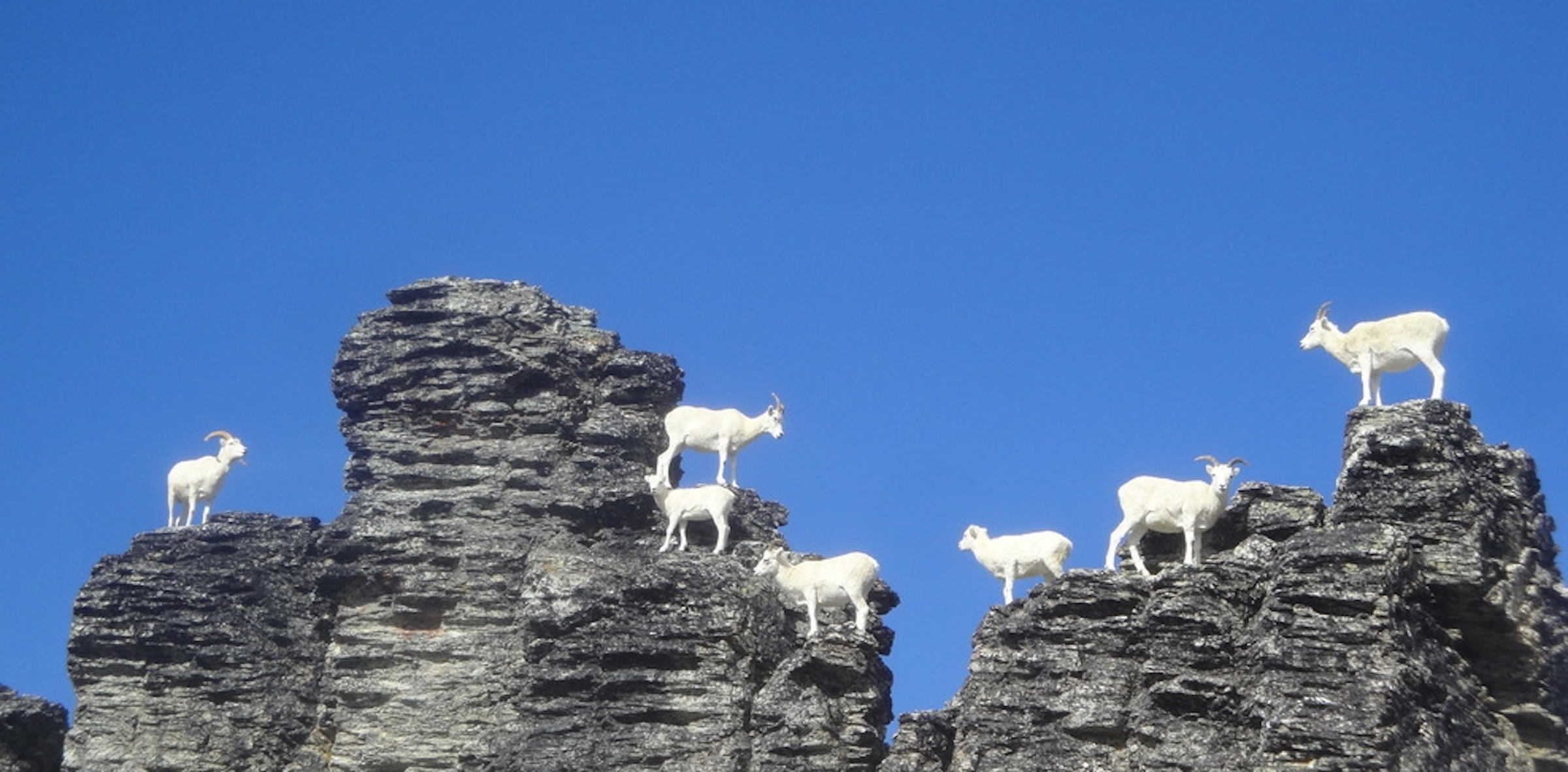 Dall Sheep in Denali National Park