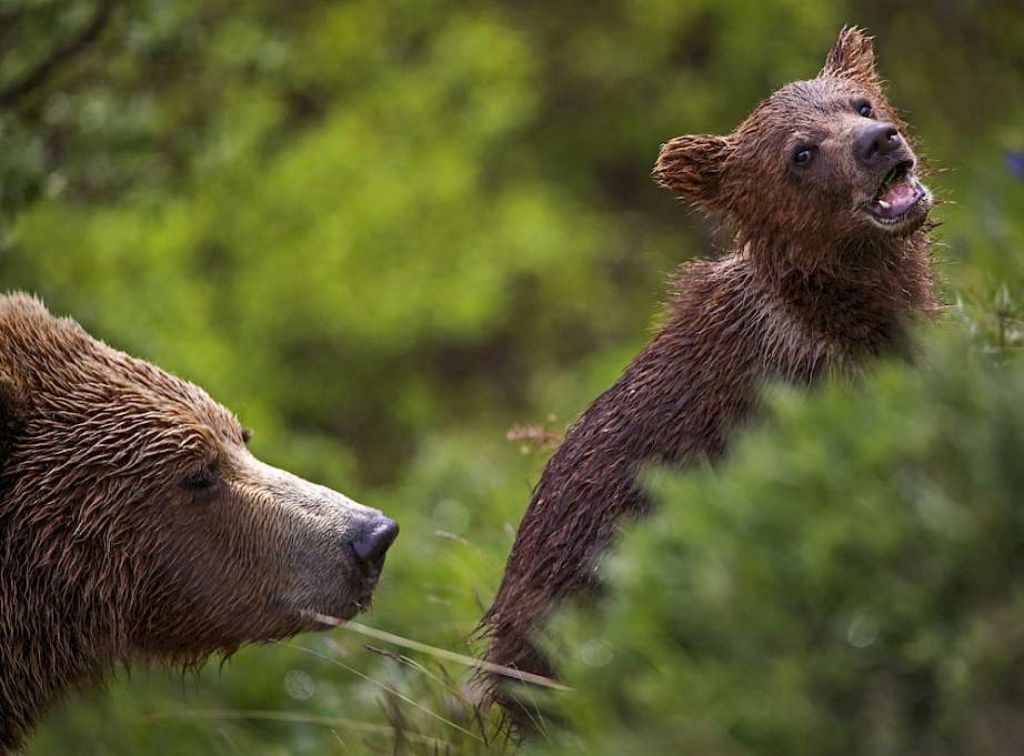 A female and her cub.