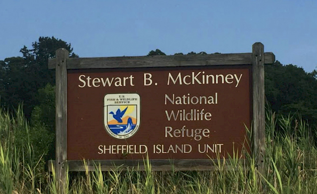 Wildlife abounds on Sheffield Island.