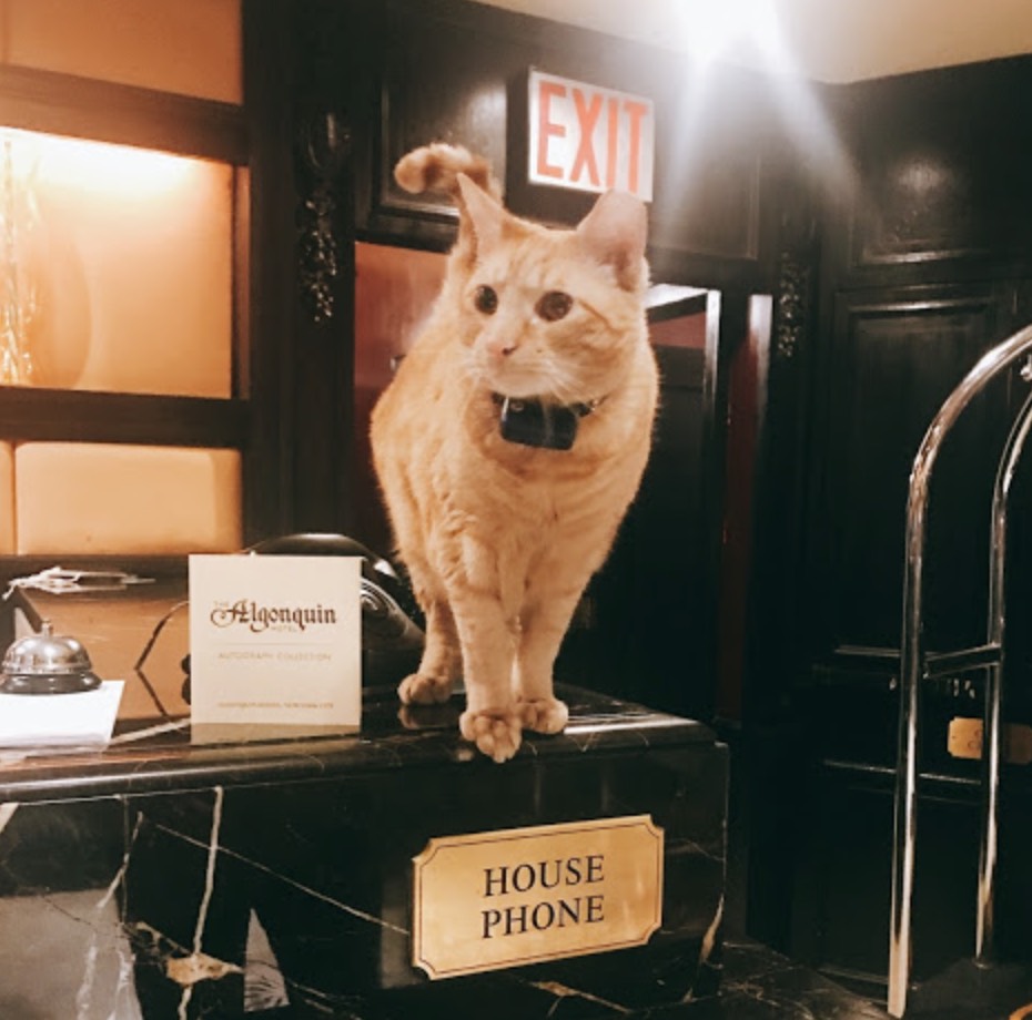 Hamlett, the Front Desk Cat.
