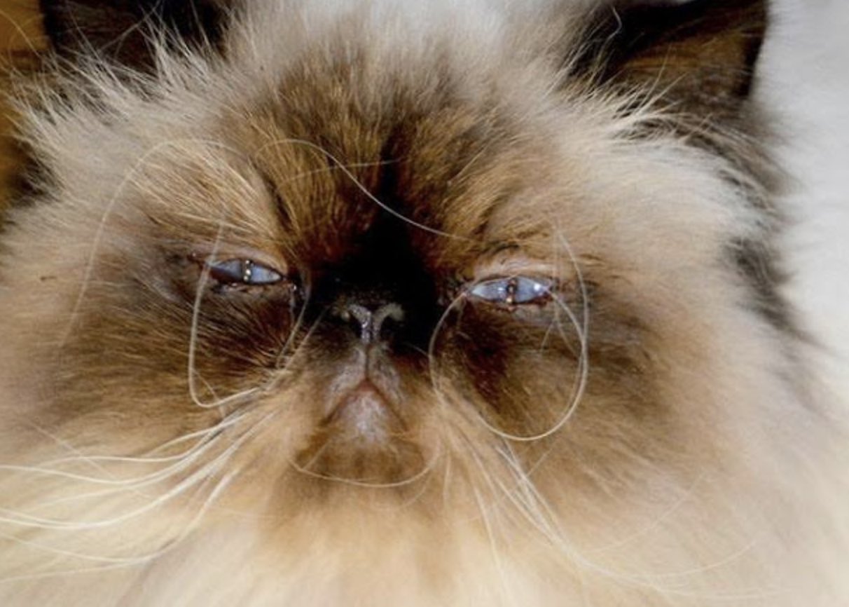 Kitty Whiskers Gone Wild...