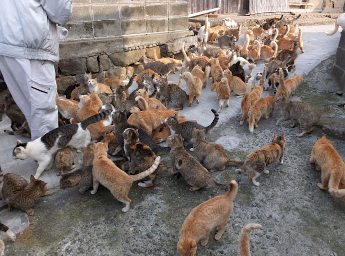 Cats by the pier on Aoshima Island.