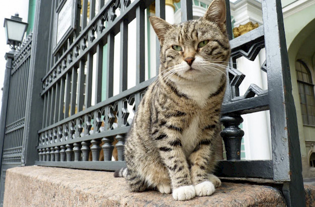 Cats hang-out @ the Hermitage.