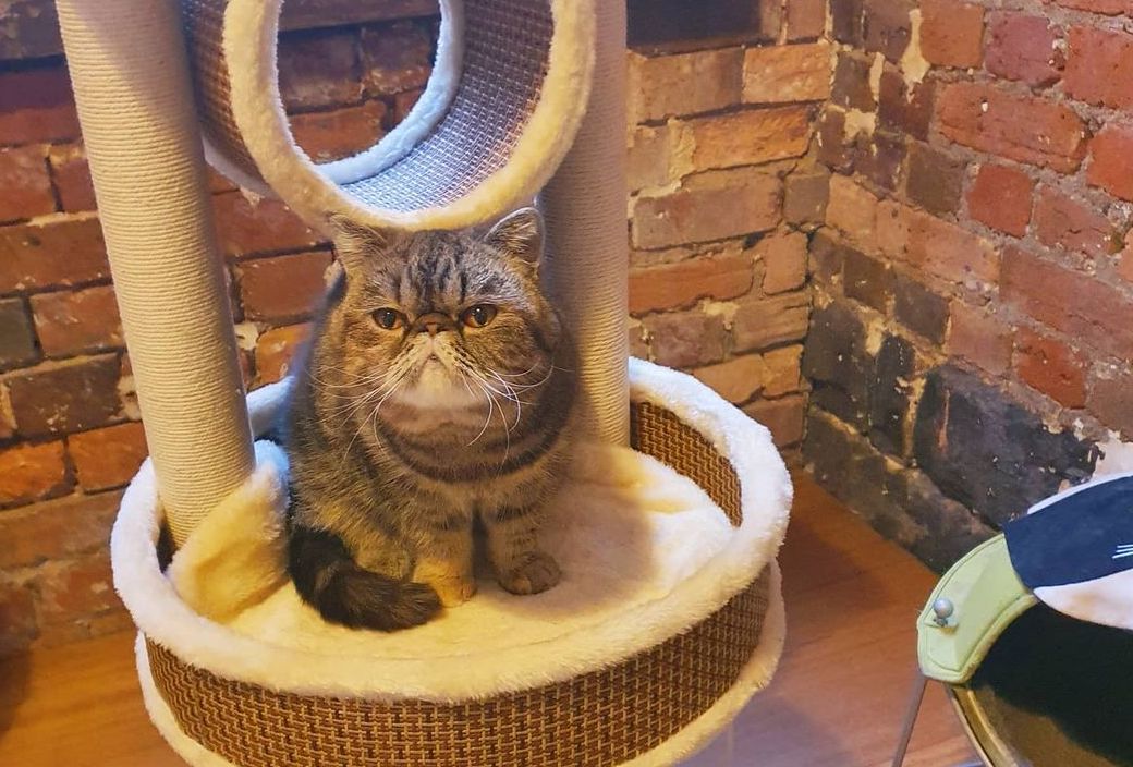 Hazel and Momo, Resident's of Melbourne's Cat Cafe.