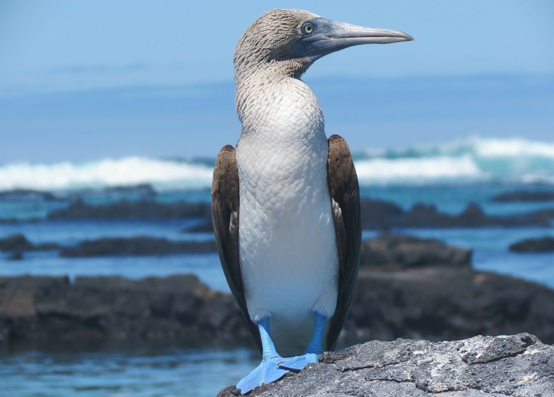 We are "wild" about the beautiful blue-footed booby!