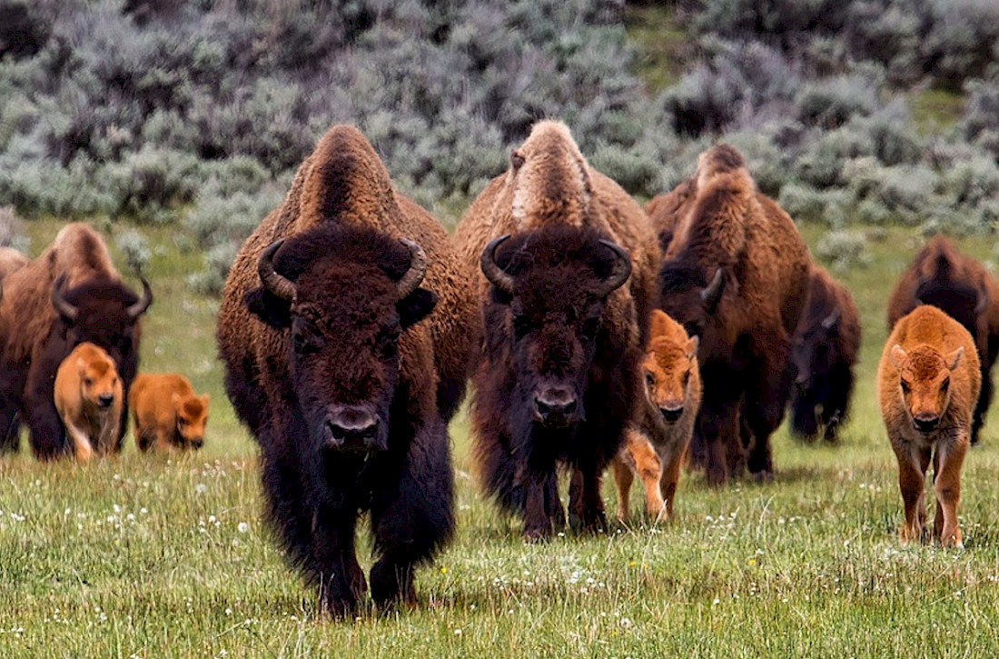 Roaming buffalo herds roaming freely in Yellowstone National Park.