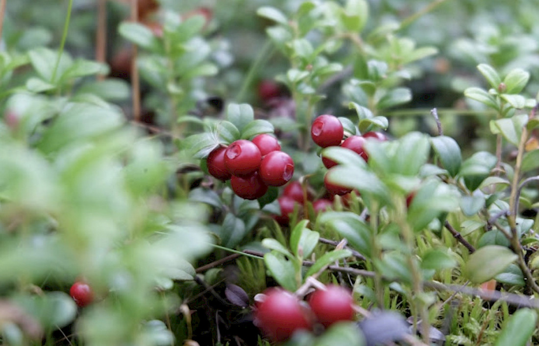 Cranberry harvesting typically begins shortly after Labor Day.