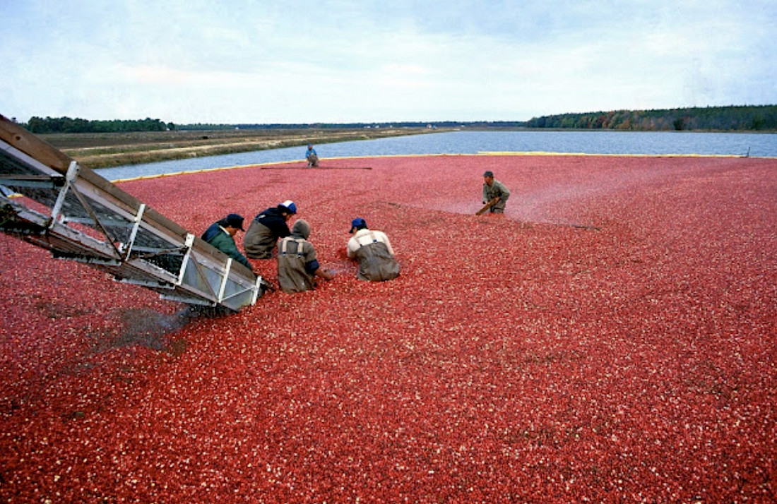 Seeing a cranberry harvest is one of the most unique things to do on the Cape.