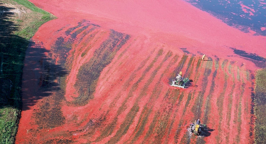 A colorful cranberry bog on Cape Cod during the harvest season.