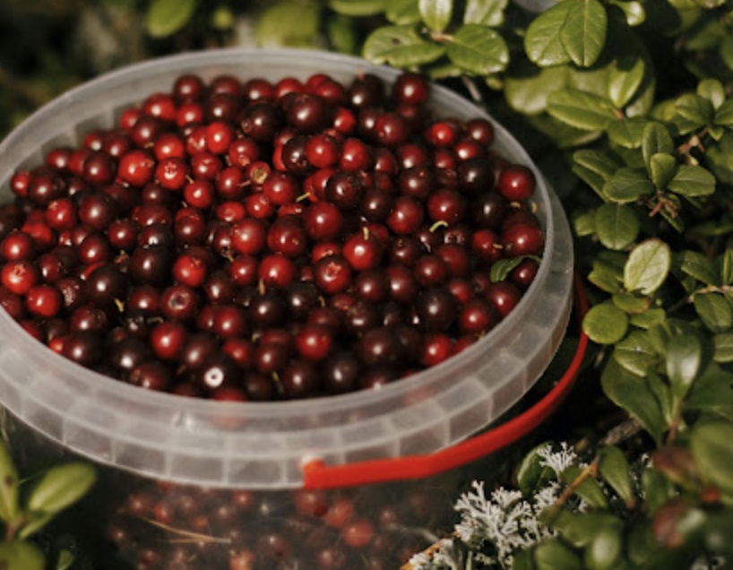 Fresh cranberries can be used in so many ways!