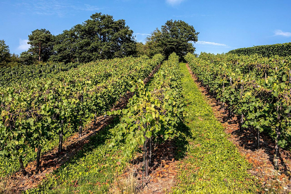 Following the wine trail in the Shenandoah Valley.