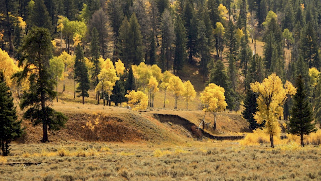 Autumn's golden glow of yellow aspens. Photo Courtesy Jim Peaco.