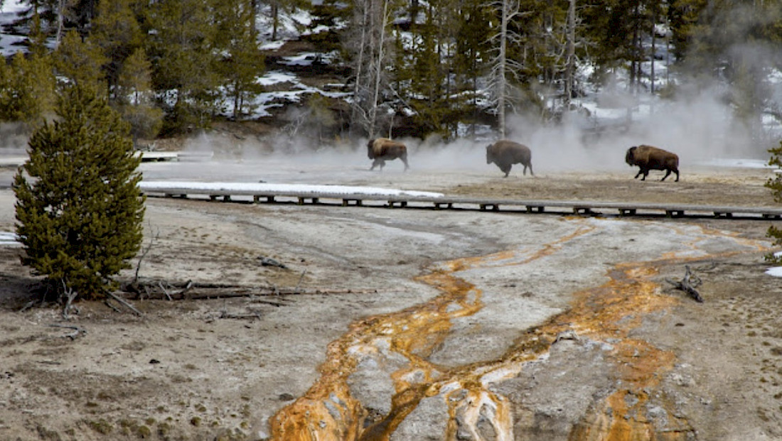 Bison Upper Geyser Area. Photo Courtesy Diane Renkin.