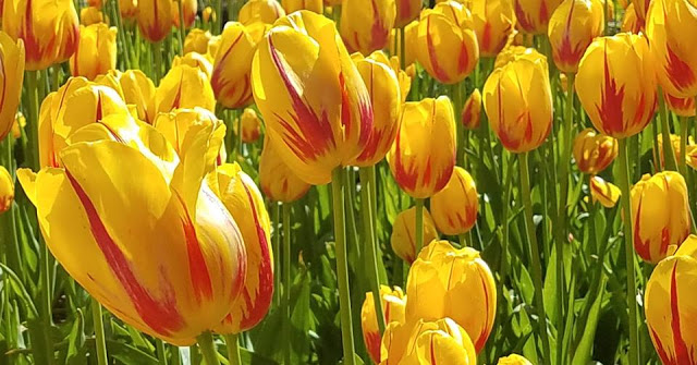 Yellow Tulips