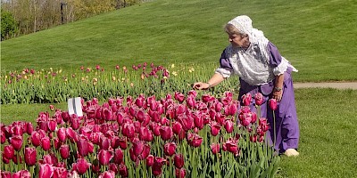 Tulips in Bloom