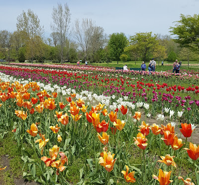 The Infamous Rows of Tulips at the Holland Michigan Tulip Festival