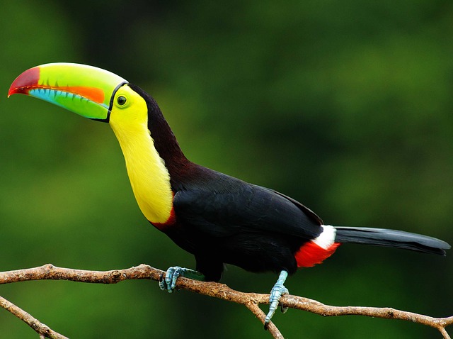 Flavors of Costa Rica featuring Tortuguero