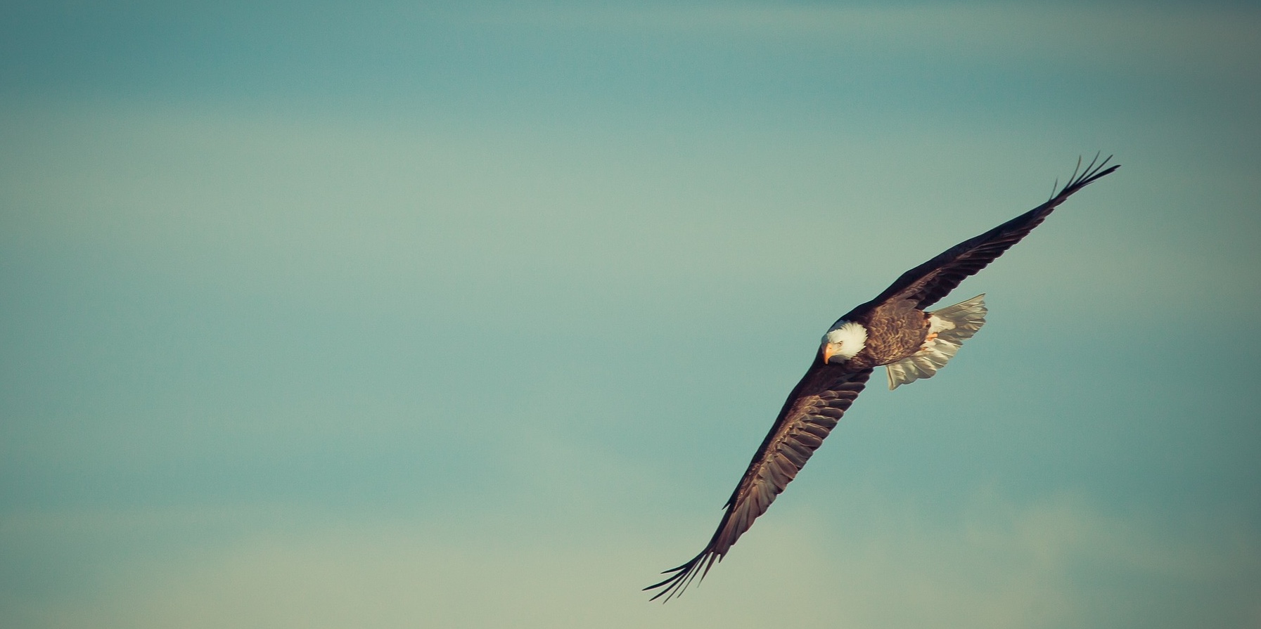 Eagle During Flight Along the Railroad. Beautiful.