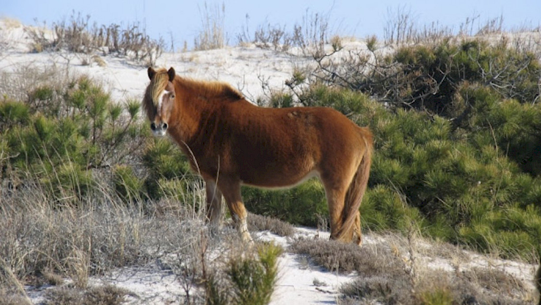 Watch Wild Horses Graze and Run Free.