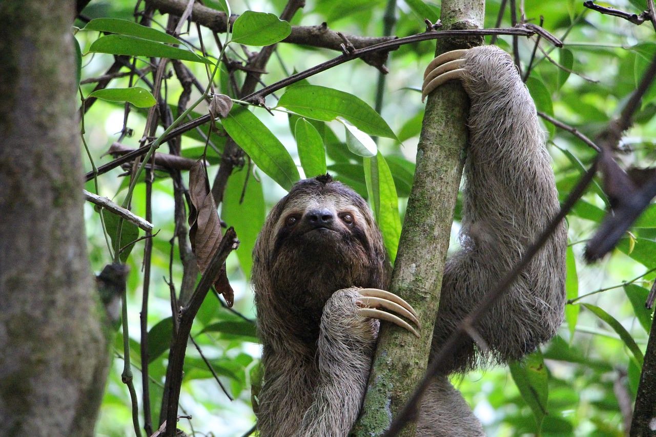 Wildlife opportunities abound in Costa Rica. Sloths are a great animal to view (and on of our favorites).