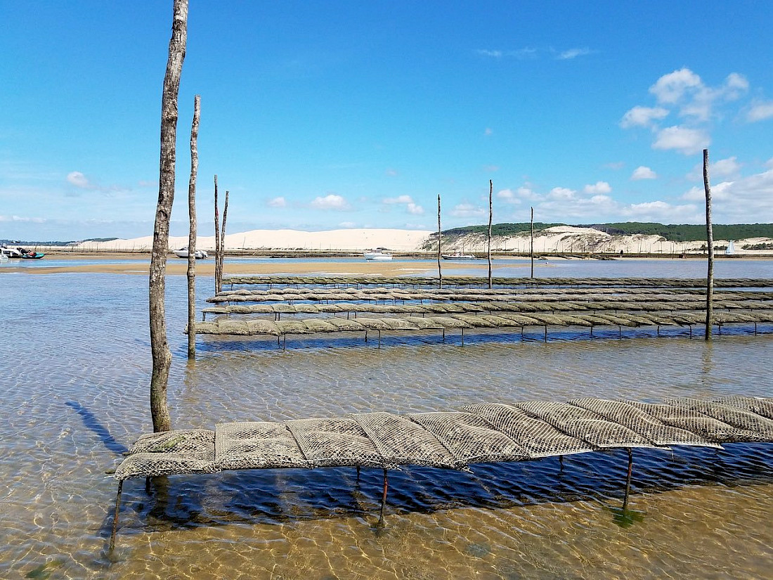 Oysters can be found all over the world.