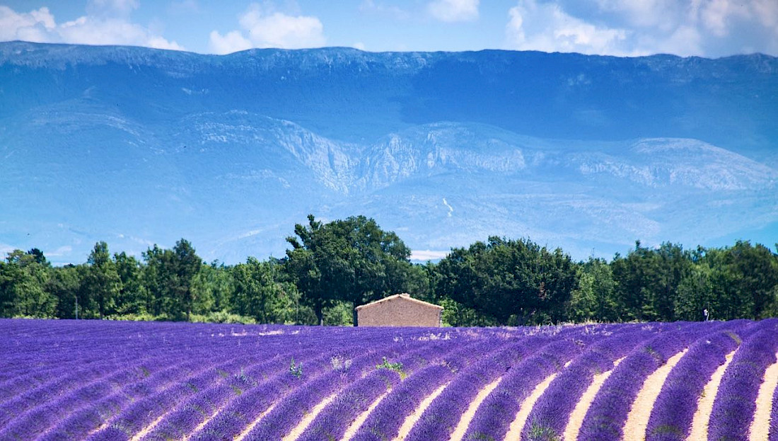 Lavender fields in the south of France during the summer.