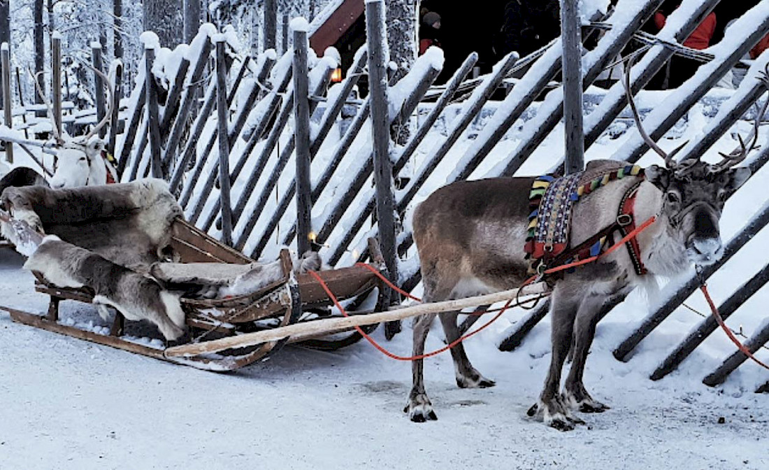 Take a ride with one of Santa's Reindeer!