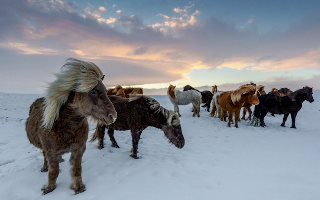 Icelandic ponies wander in a winter landscape.