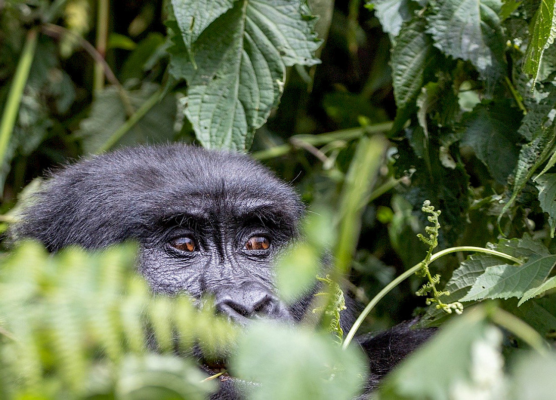 Trekking to see the gorillas in Uganda is a once-in-a-lifetime experience.