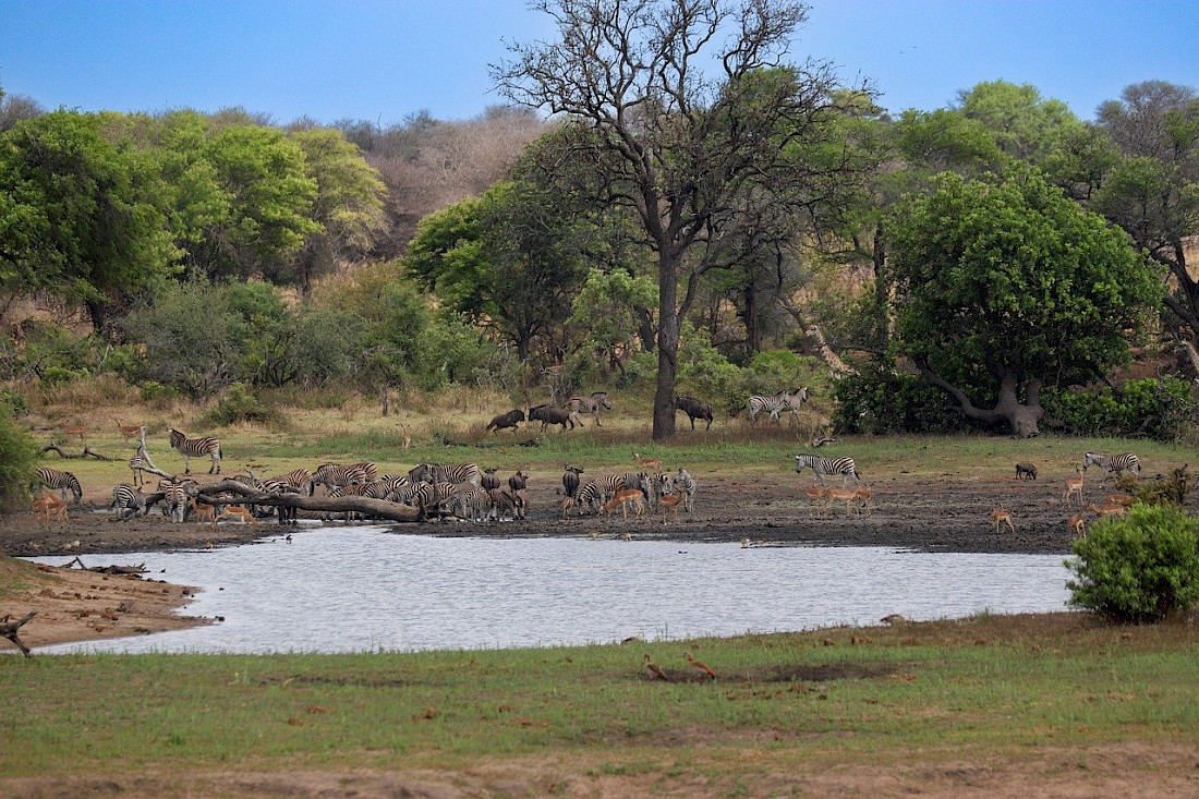 Going in the rainy season can be beneficial as more wildlife can appear.