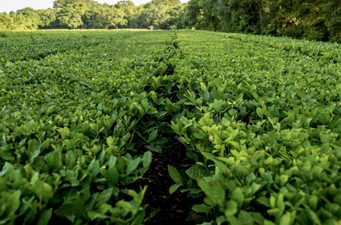 Tea bushes as far as the eye can see.