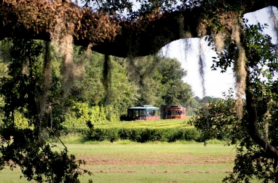 A trolley tour is a great way to experience the tea garden.