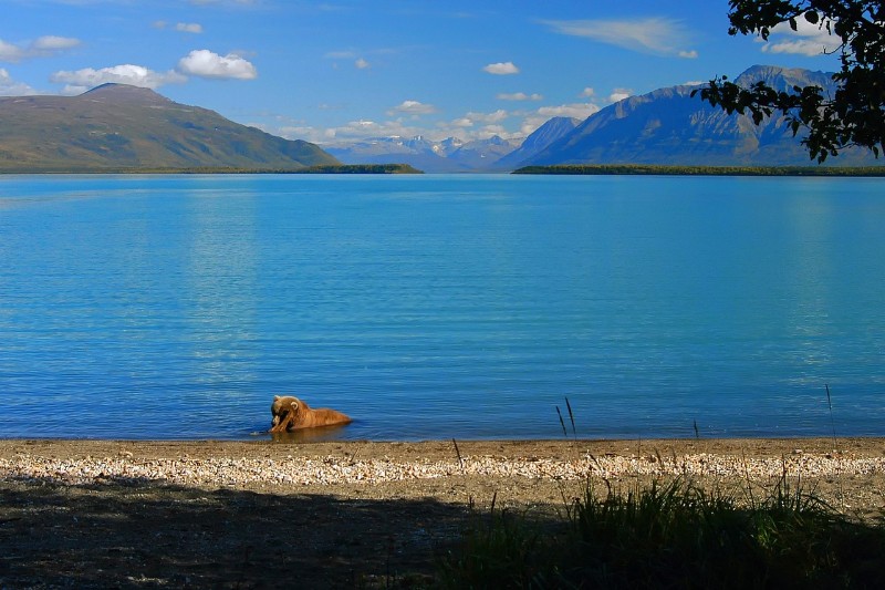 Discover Alaska by Land & Cruise