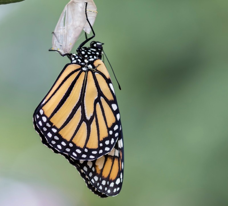 Mexico's Monarch Butterfly Migration