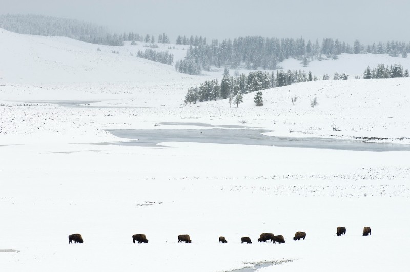A Yellowstone National Park Winter Wonderland