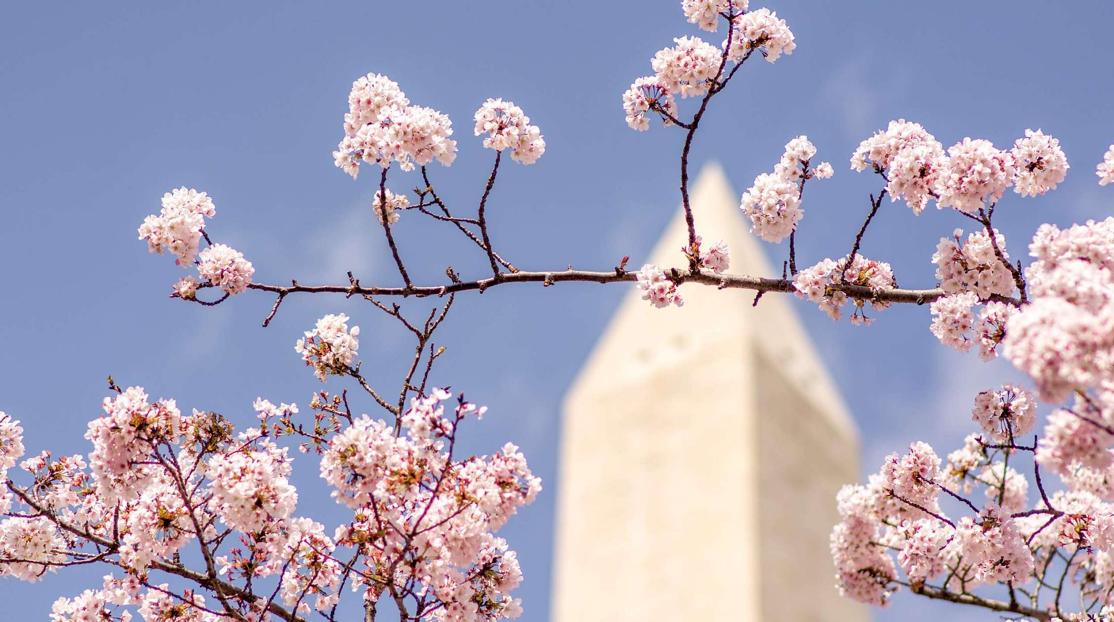 The Washington Monument overlooking cherry blossoms on the National Mall.