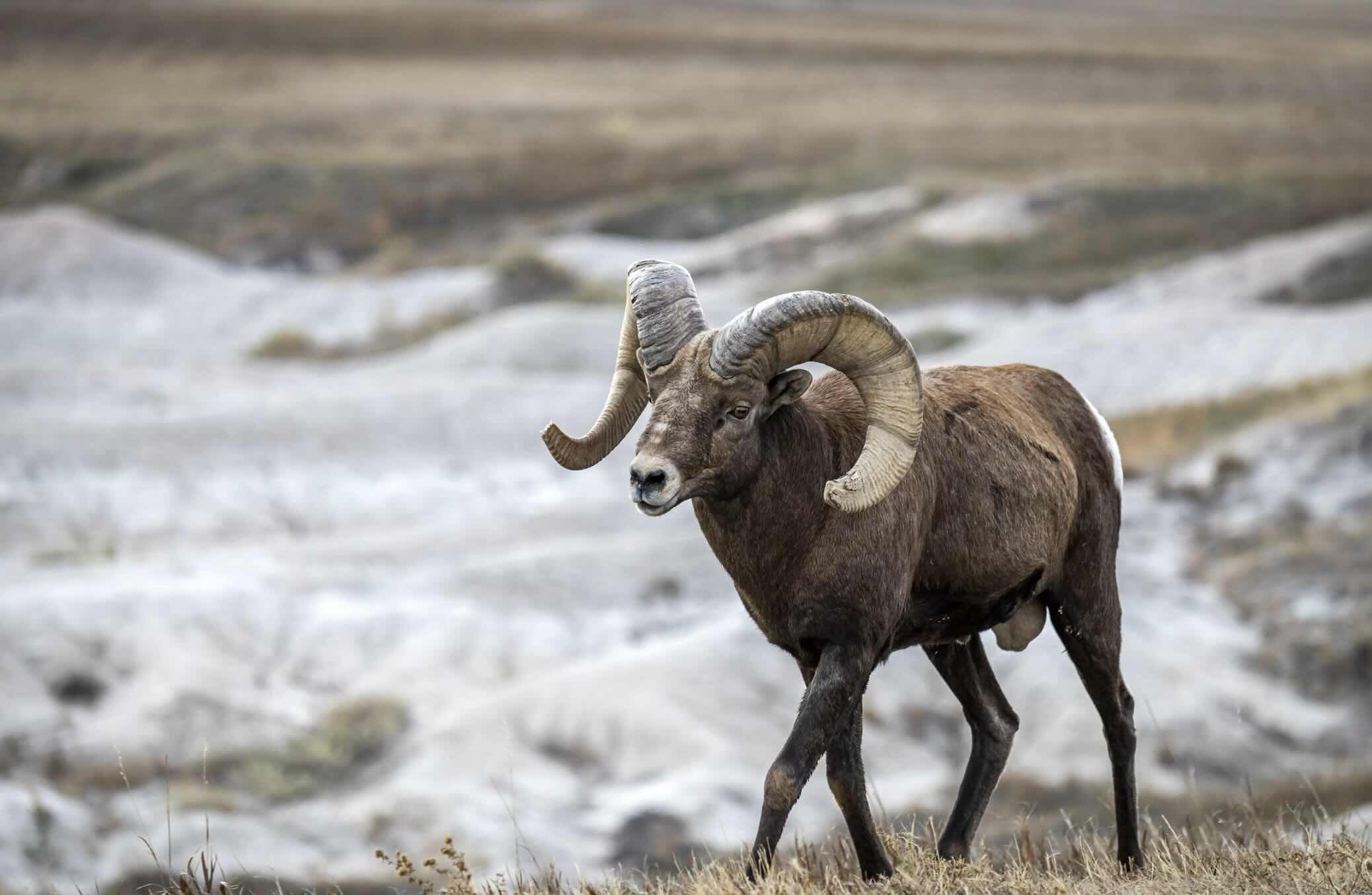 Be on the lookout for Big Horn Sheep.