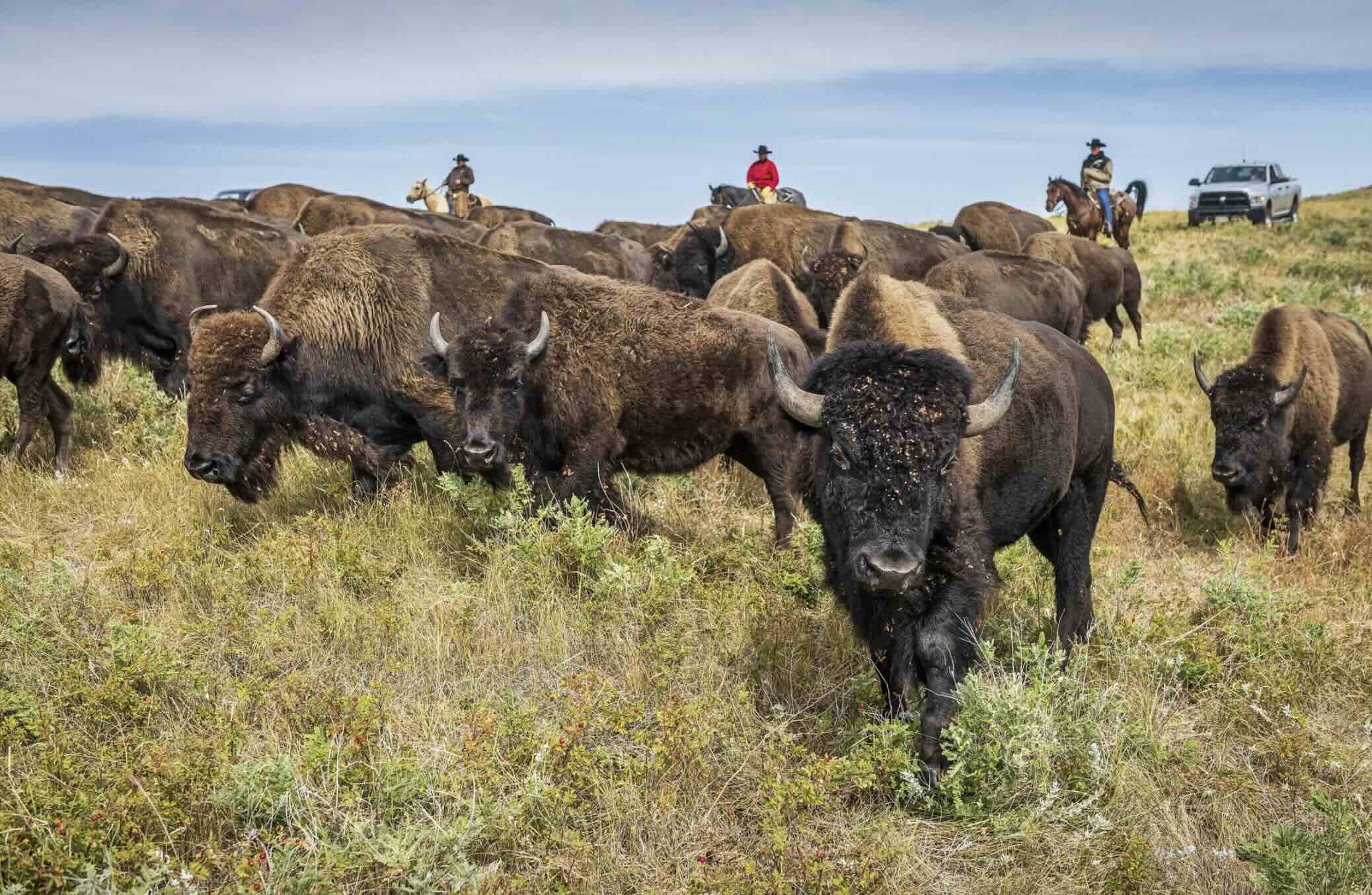 The thrill of the round-up for conservation.