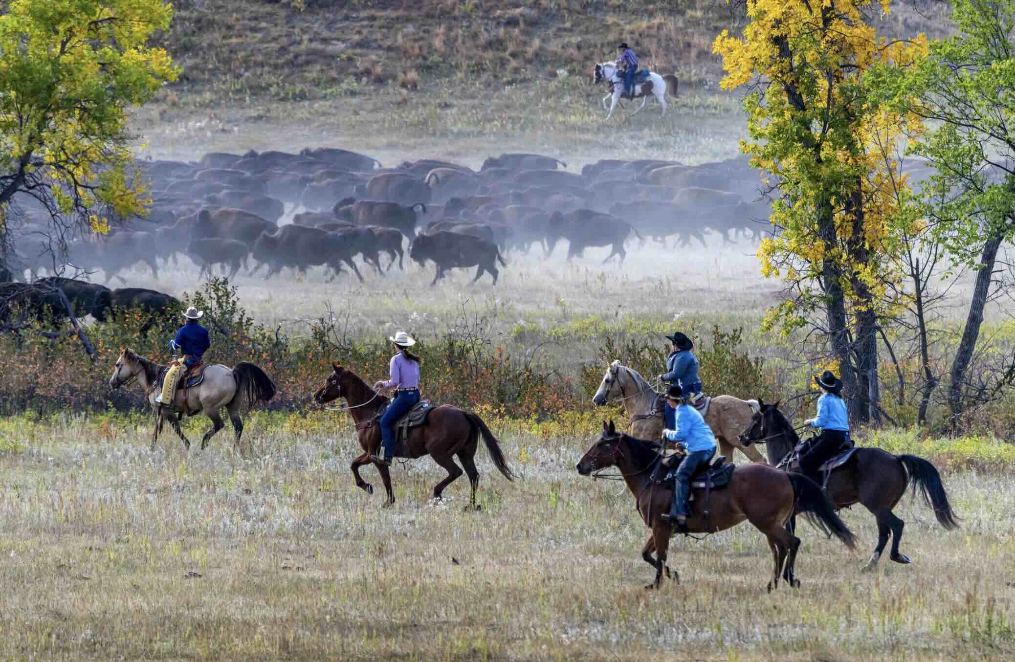 Buffalo Round-Up is a 50+ year-old tradition.