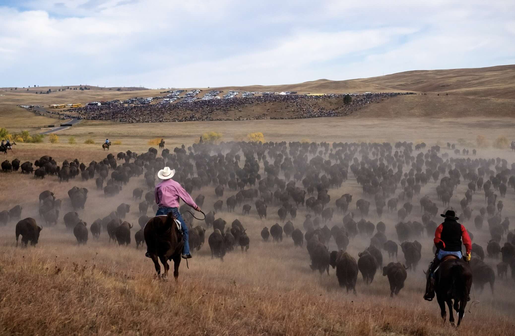 Cowboys rounding up the great bison herds of Custer State Park.