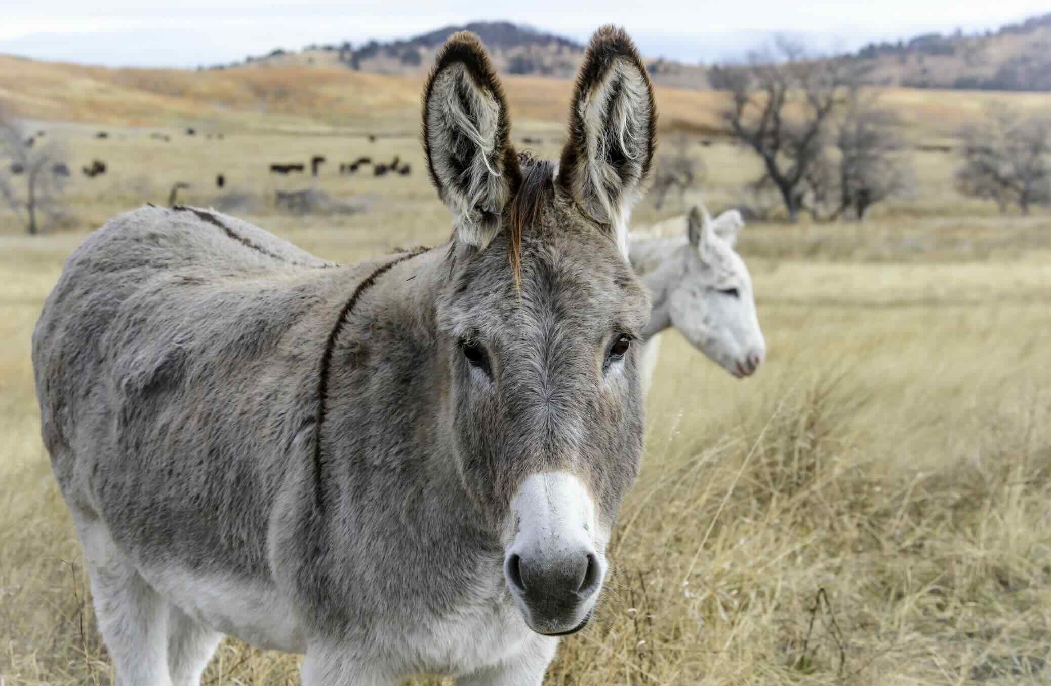 Begging burros of Custer State Park.
