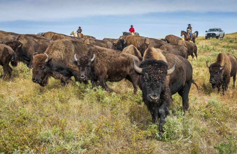 Snapshot: The Great Buffalo Round-Up in the Black Hills