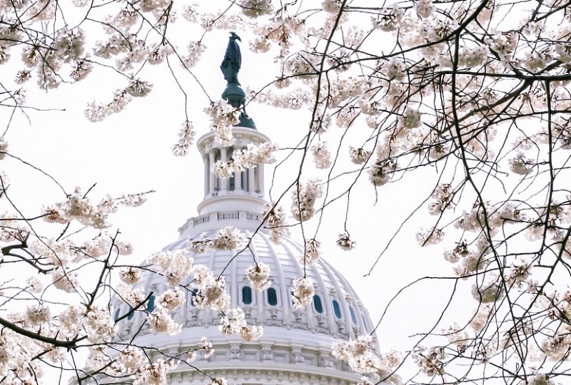 Snapshot: Washington D.C. Cherry Blossom Festival